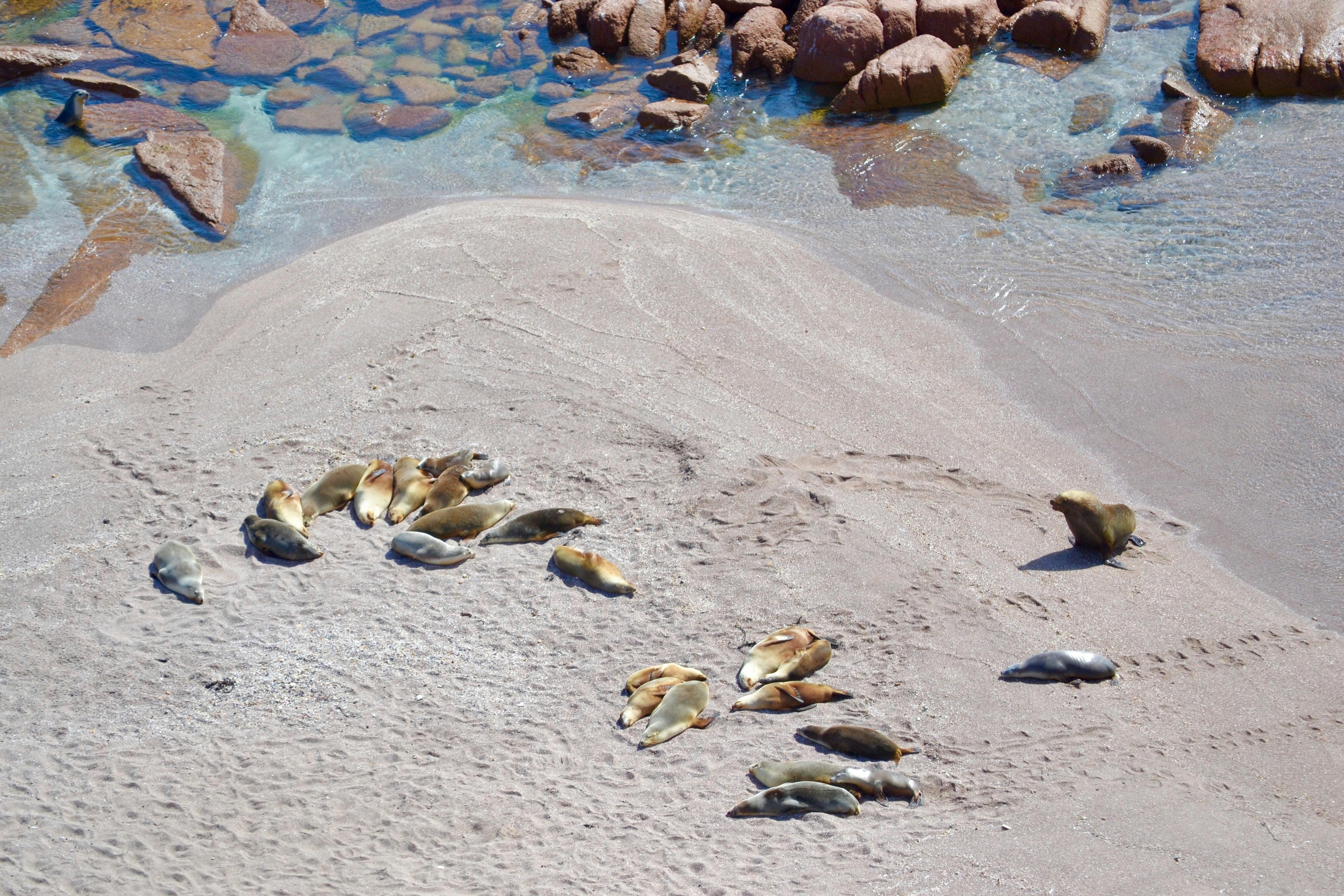 Point Labatt Sealion Colony