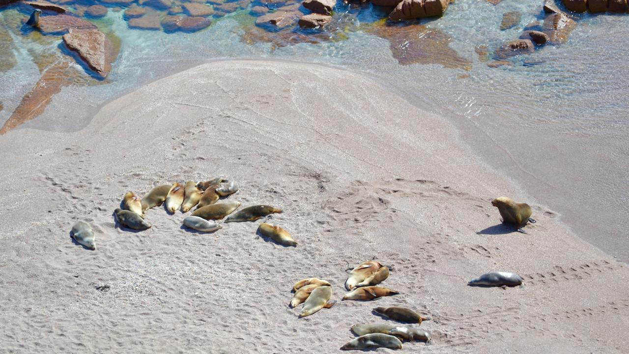 Point Labatt Sealion Colony