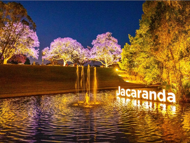 Jacaranda tree and pond lit up