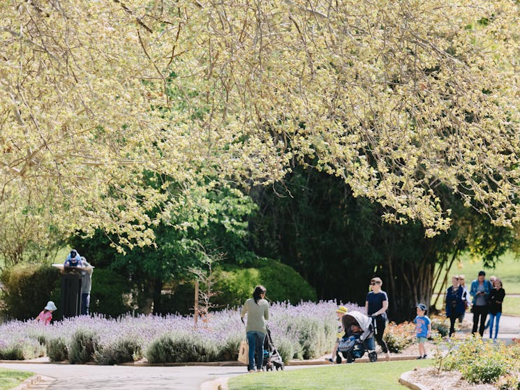 View of the botanic gardens full of lush trees and people walking along the footpaths