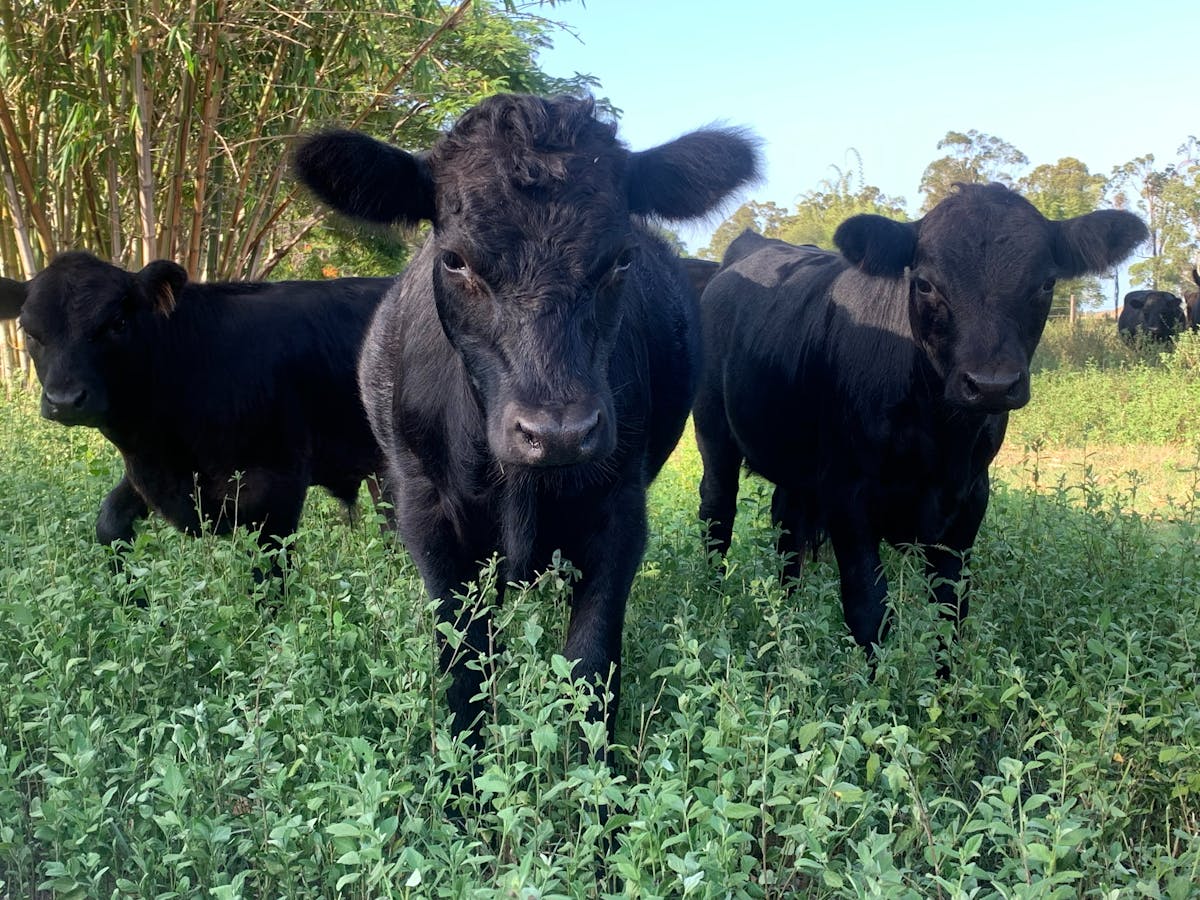 Cows of Splitters Farm