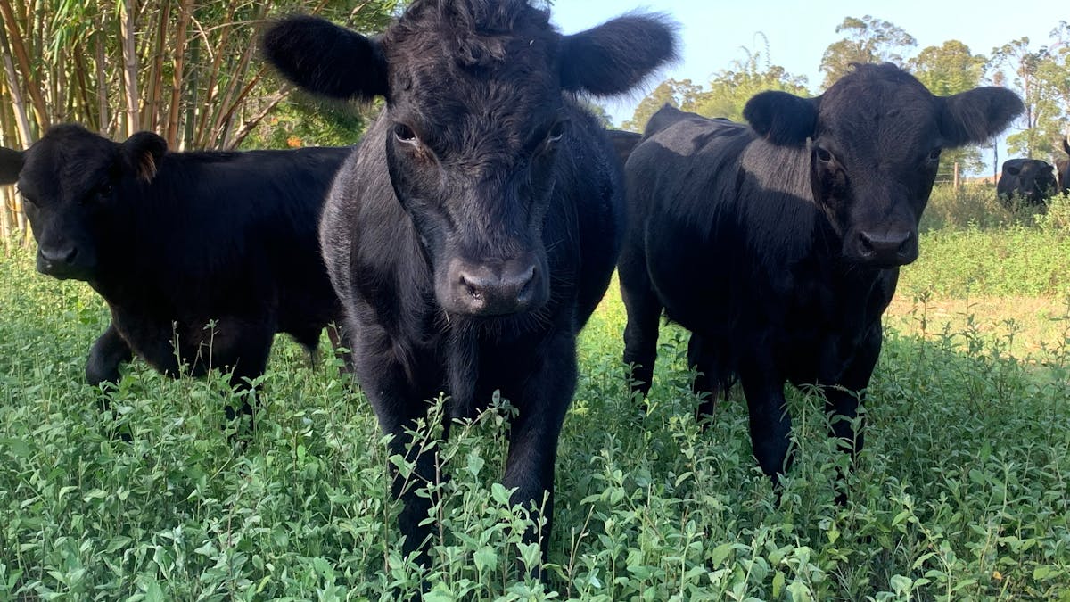Cows of Splitters Farm