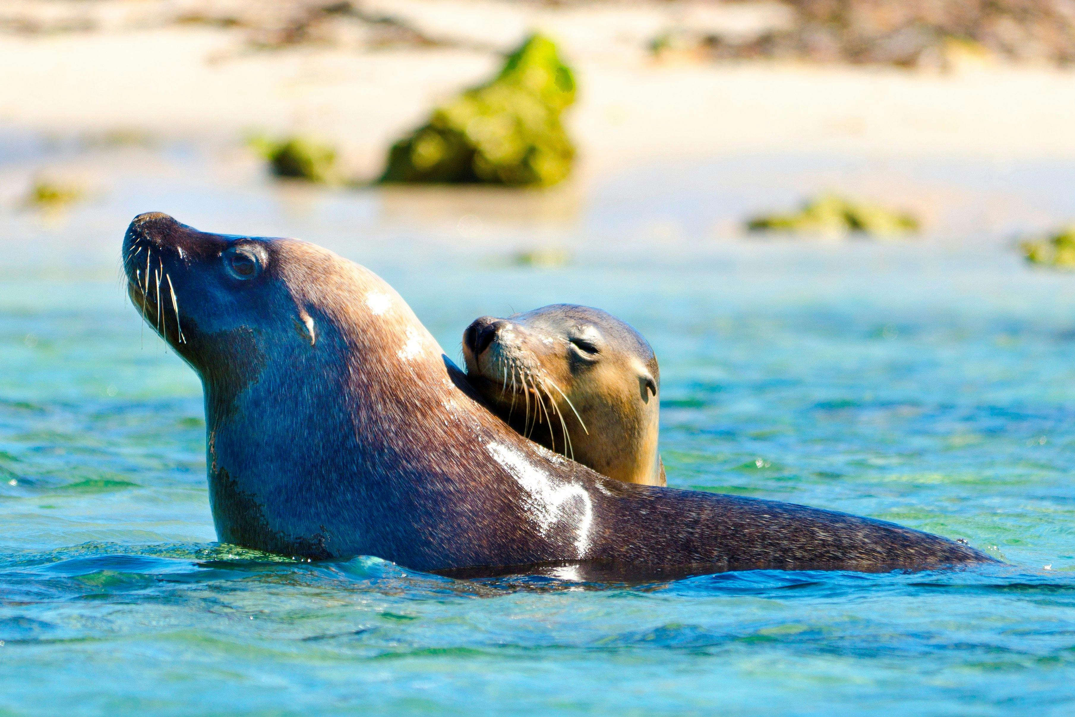 Dolphin, Sea Lion and Penguin Island Wildlife Cruise