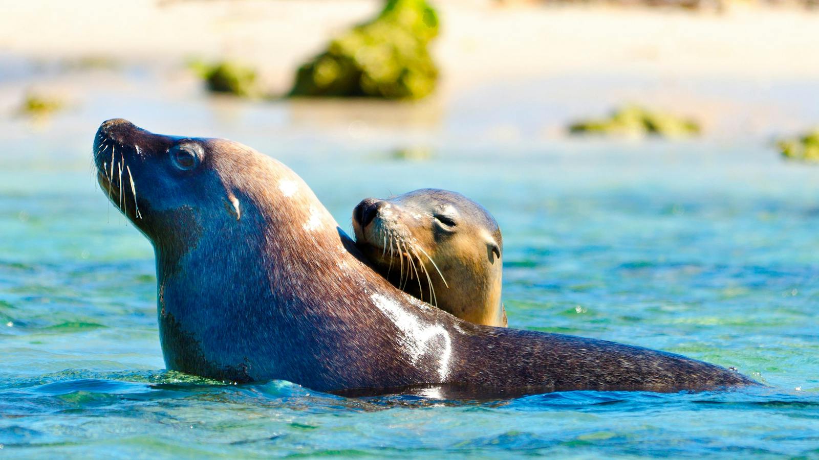 Rockingham Wild Encounters, Rockingham Beach, Western Australia
