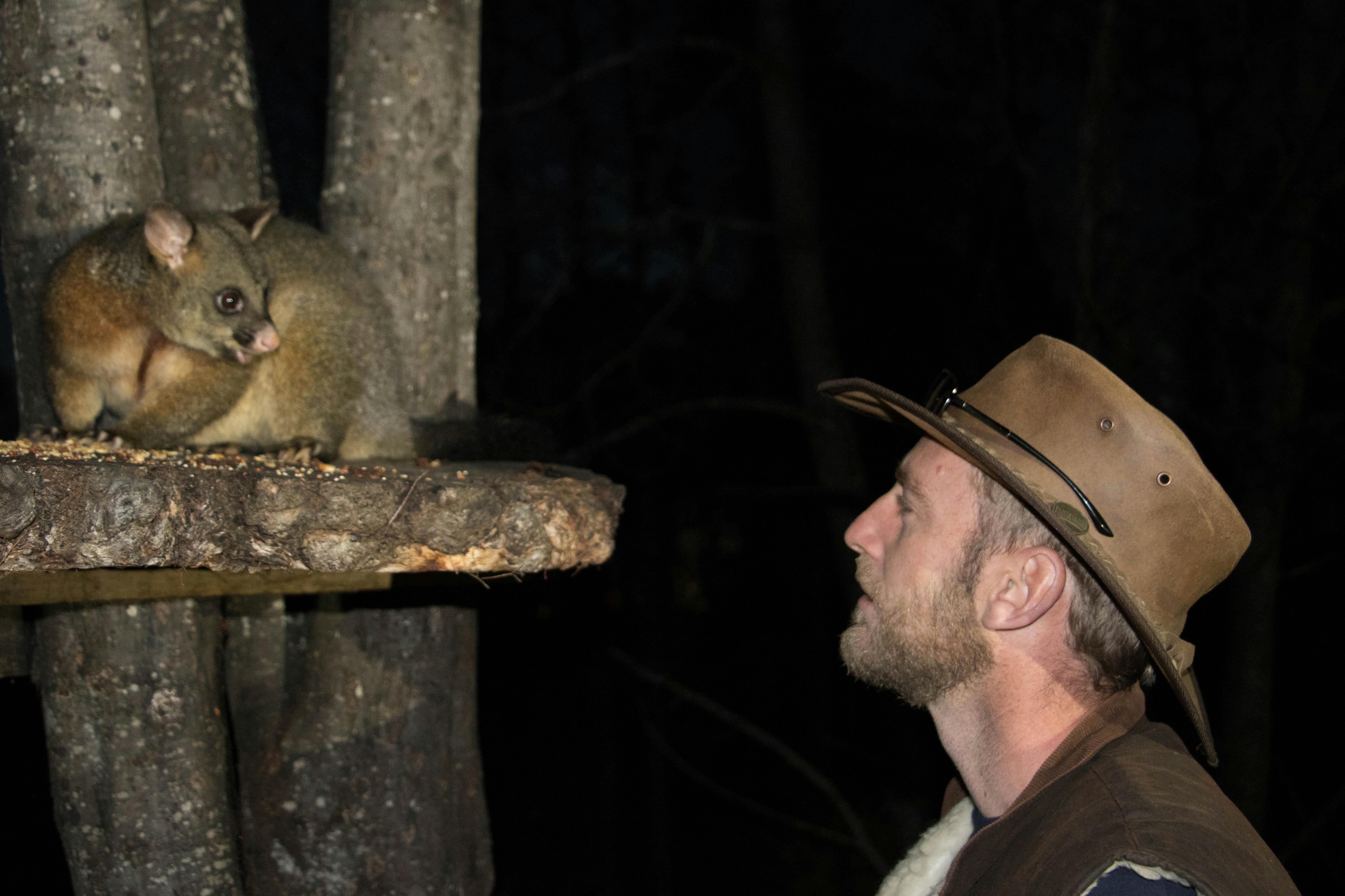 Brushtail possum with Pepper Bush guide, Ben