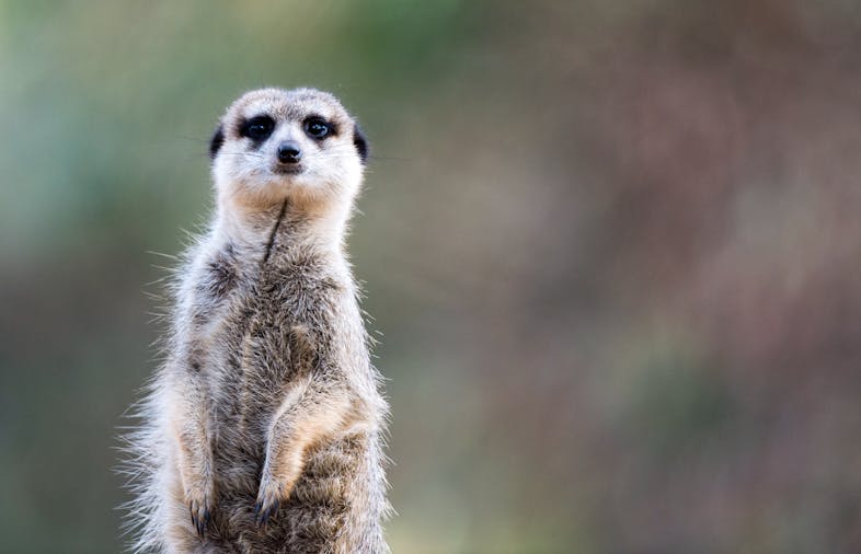 Wellness at Monarto Safari Park
