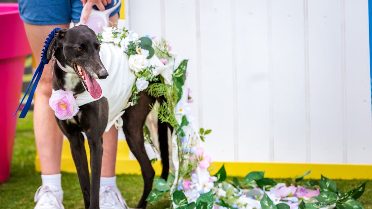 A greyound wears a white dress covered in leaves and flowers.