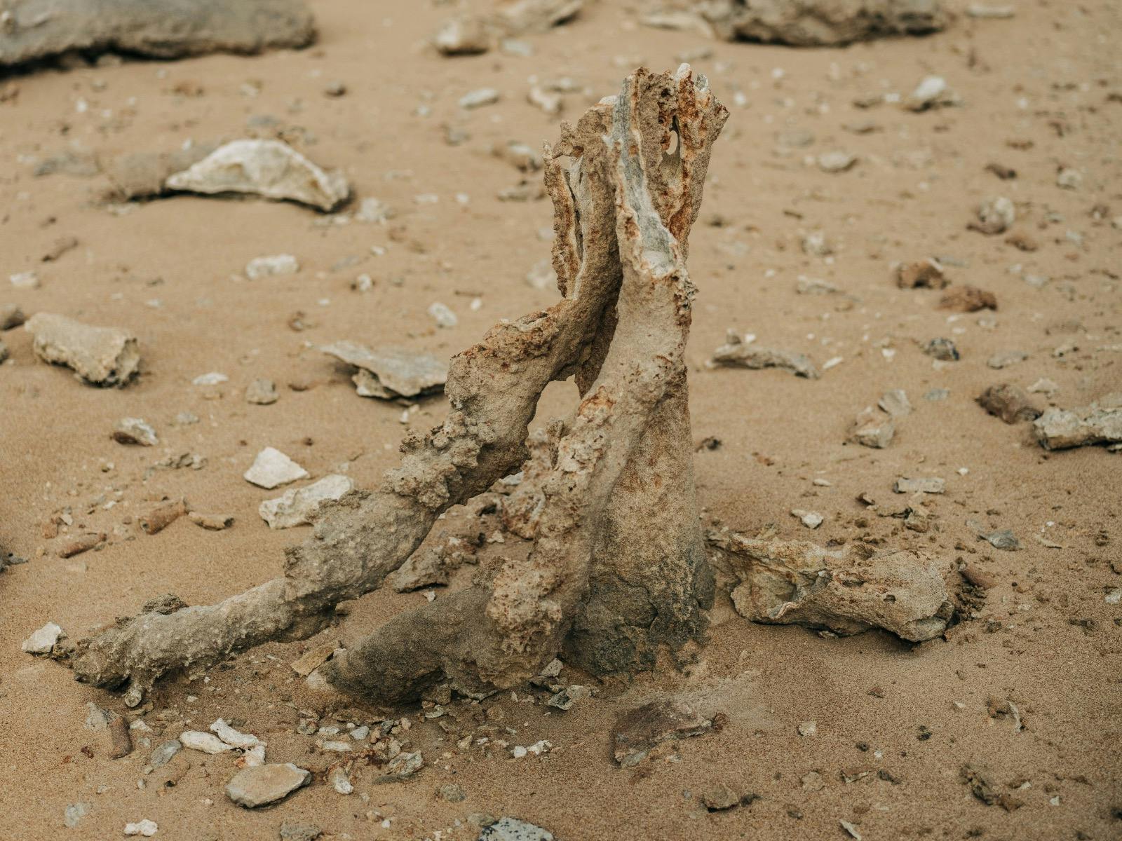 Calcified Forest Track, King Island