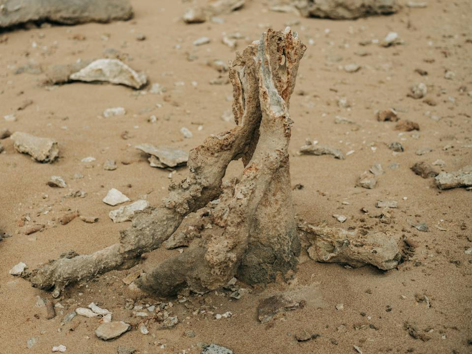 Calcified Forest Track, King Island photo