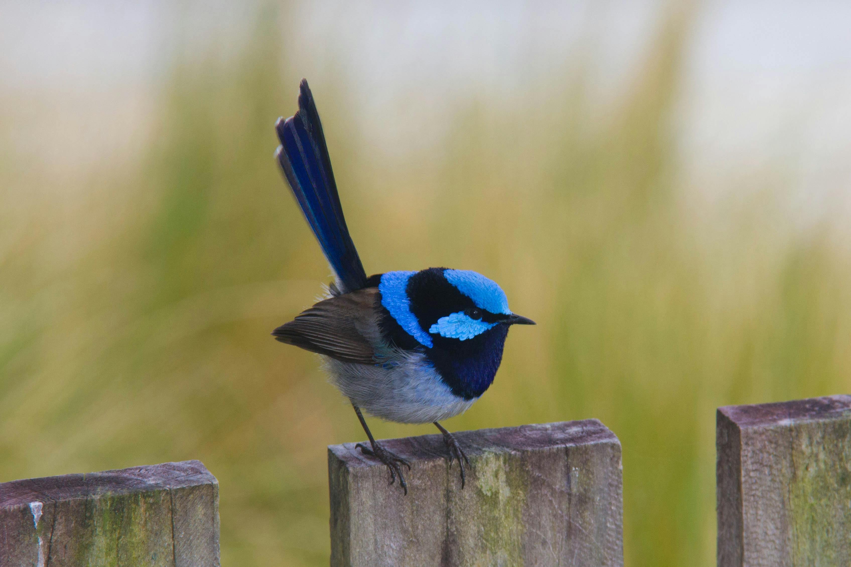Superb Fairywren