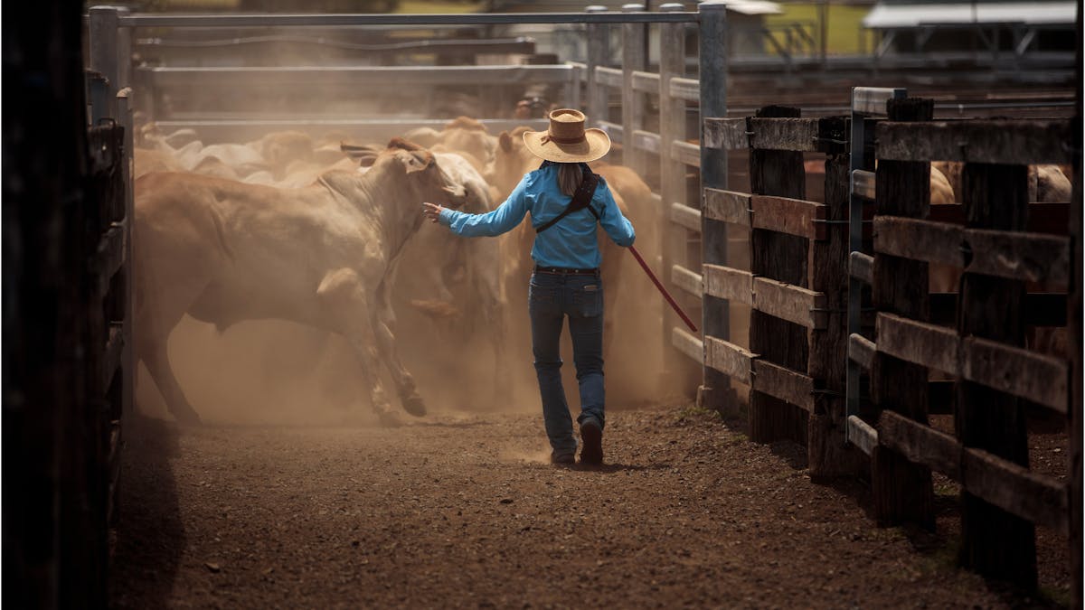 Cattle Mustering Cattle Mustering