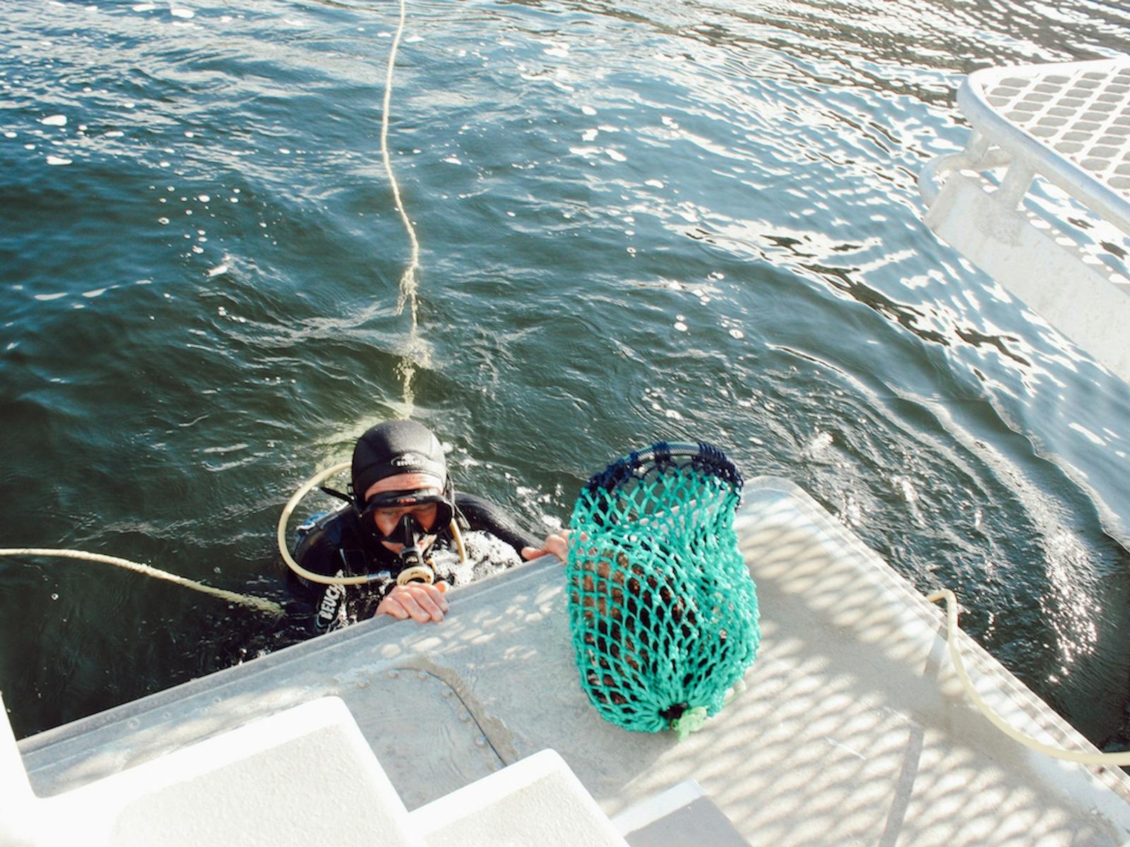 Our skilled divers harvest local Tasmanian Urchin and Periwinkles to sample onboard