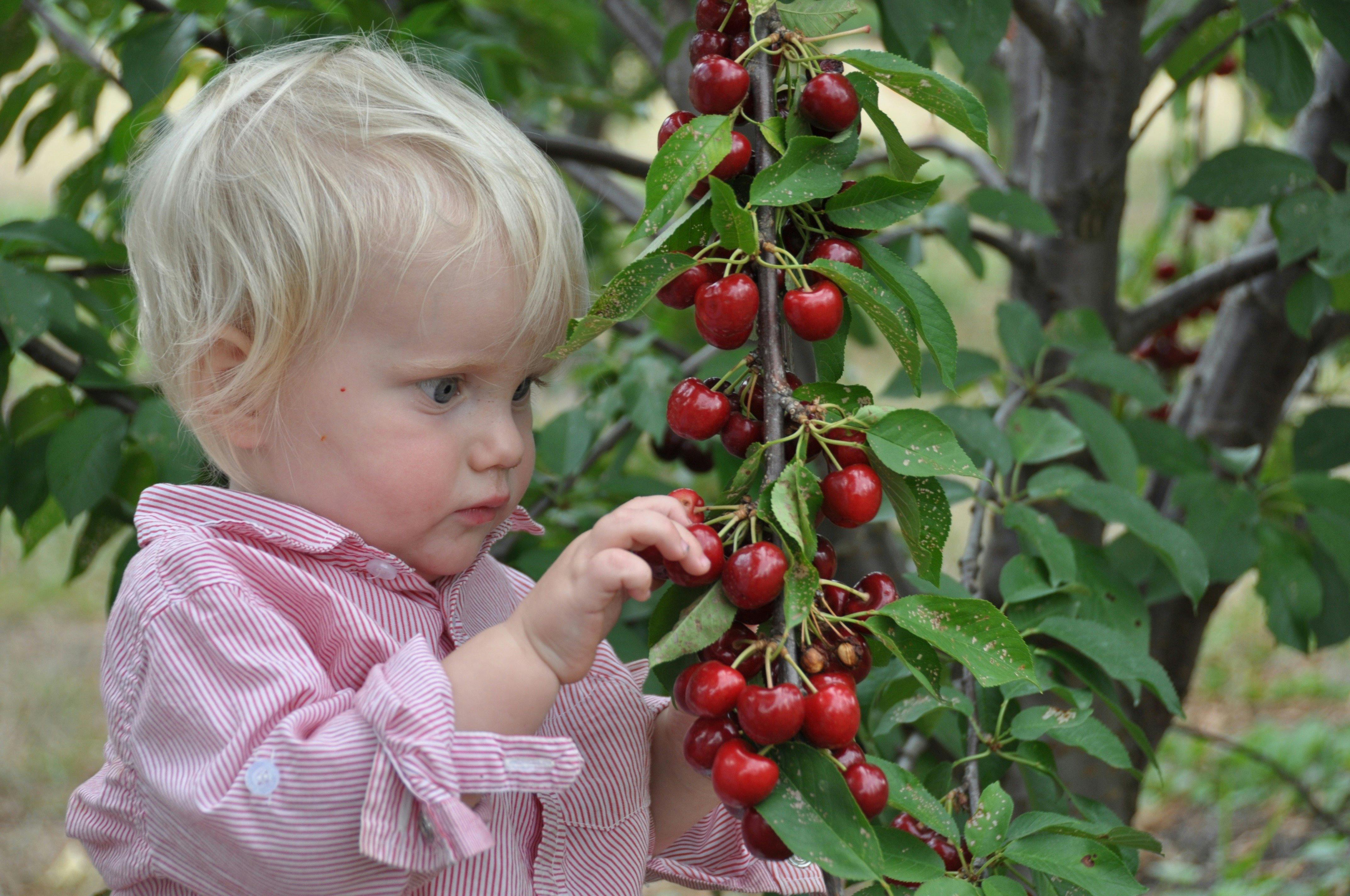 さくらんぼ狩り