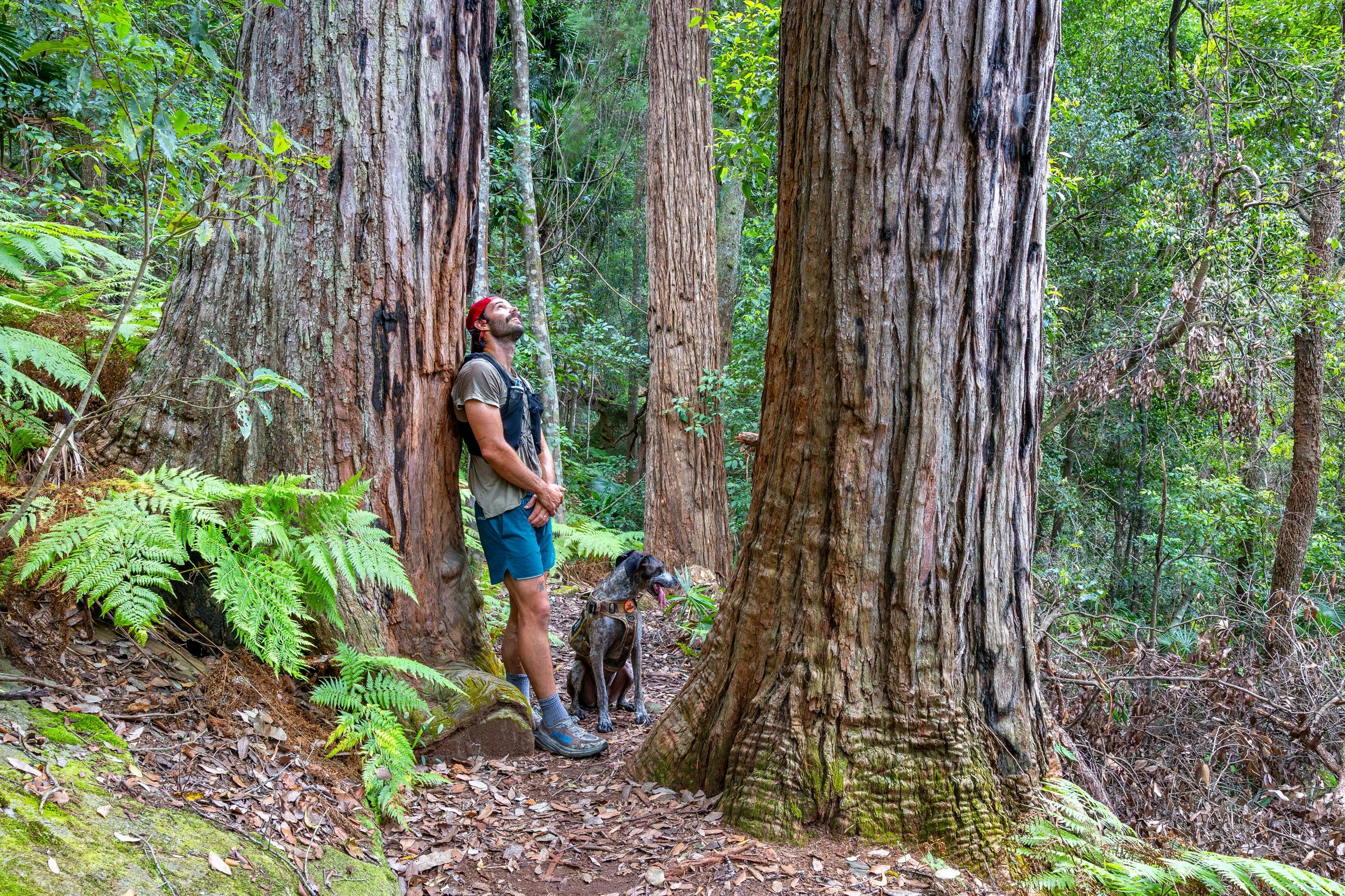A man and his dog admire towering trees along the Arboretum Walking Track