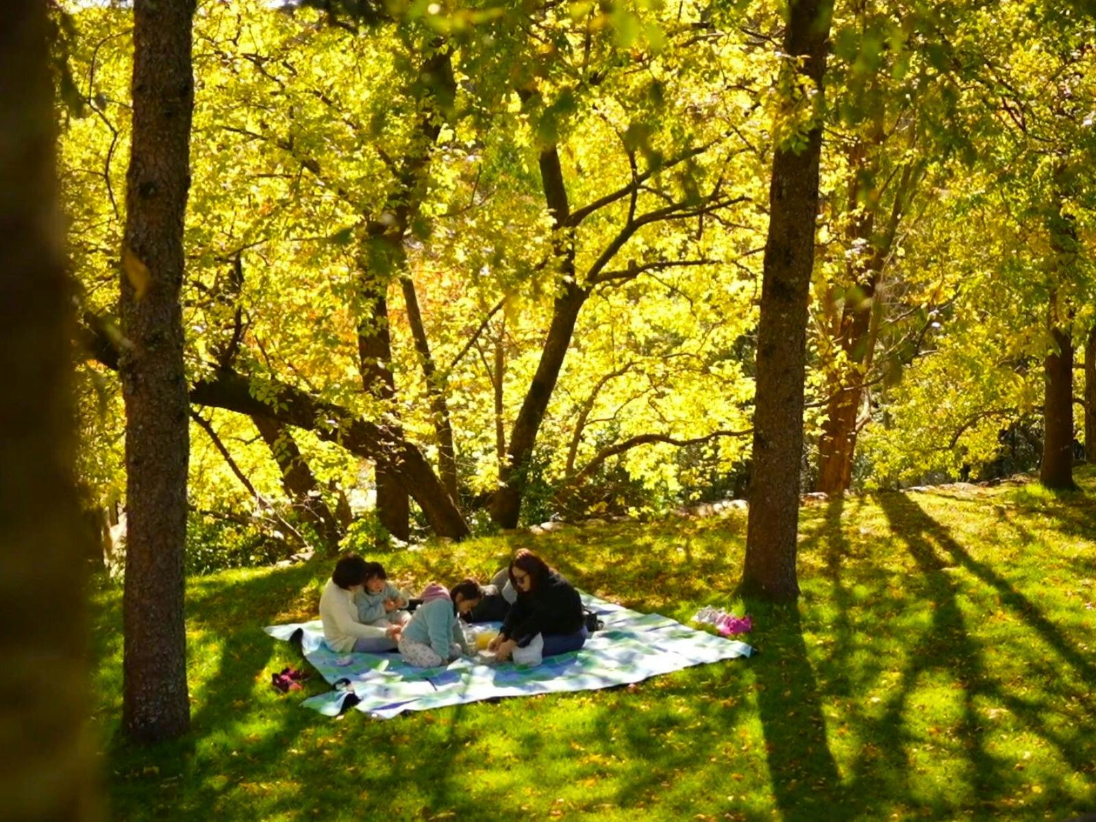 A family sits on a picnic blanket as the golden light spills through the trees all around them.