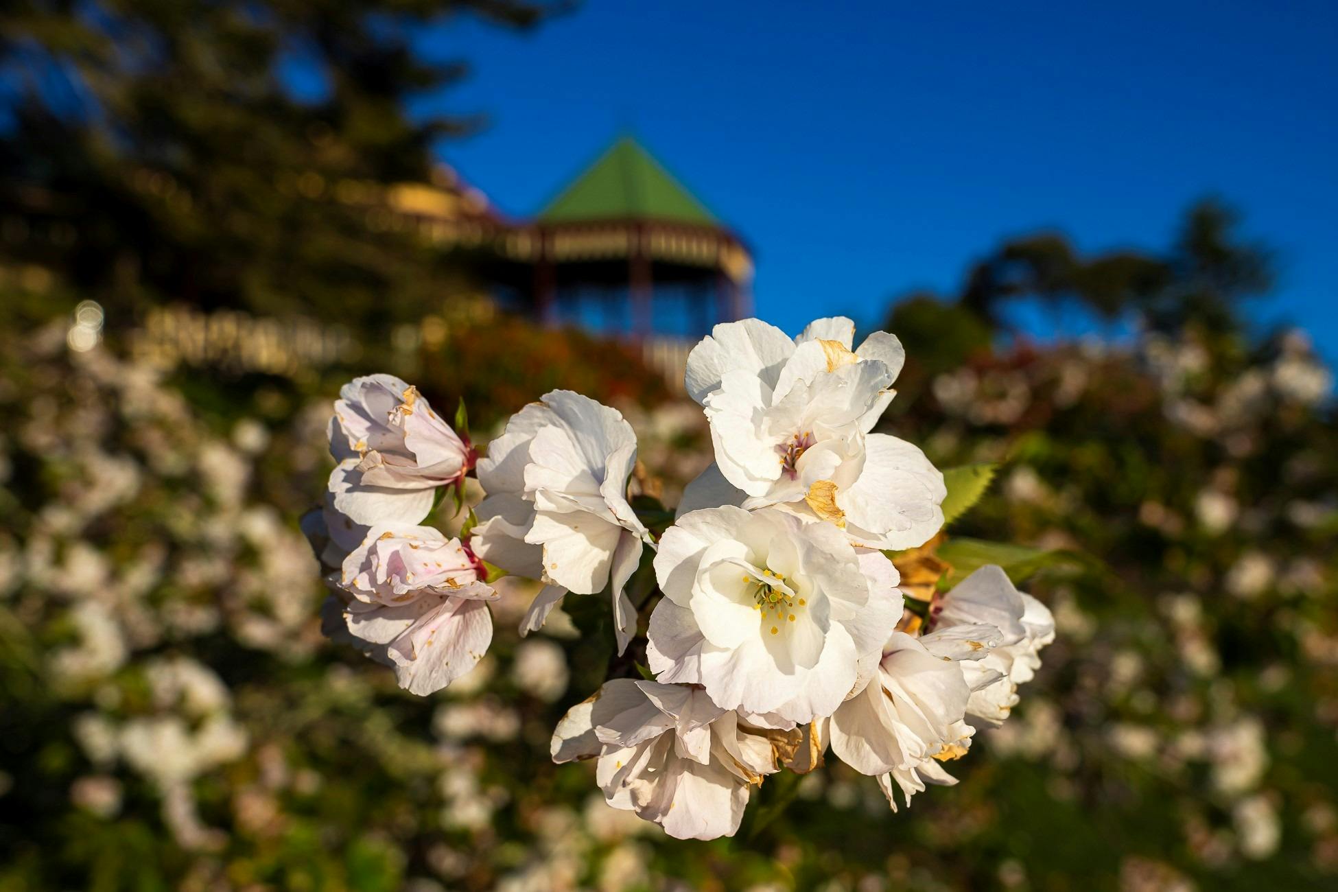 White blossoms against the backdrop of a rotunda and blue sky