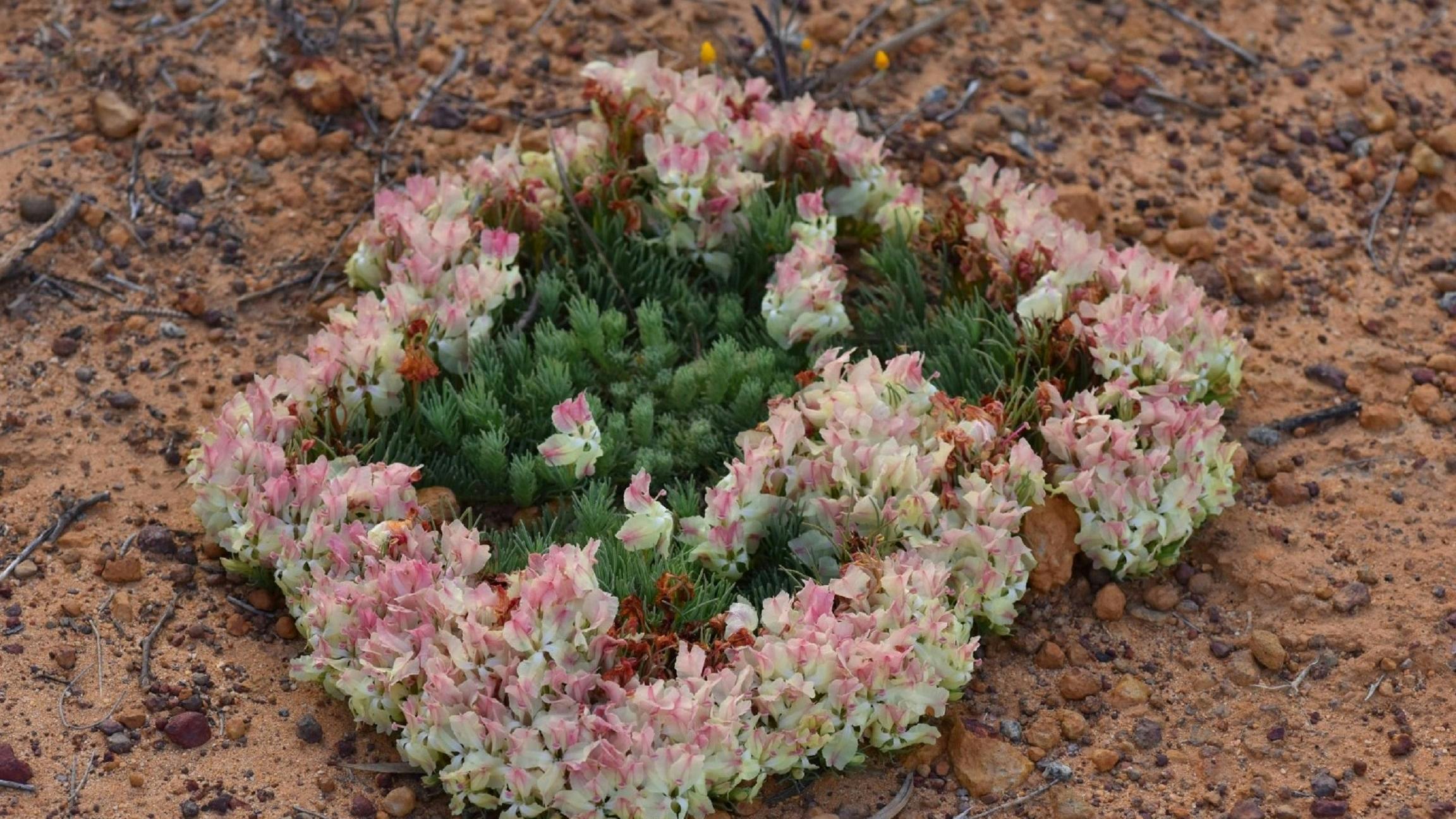 Lechenaultia Formosa