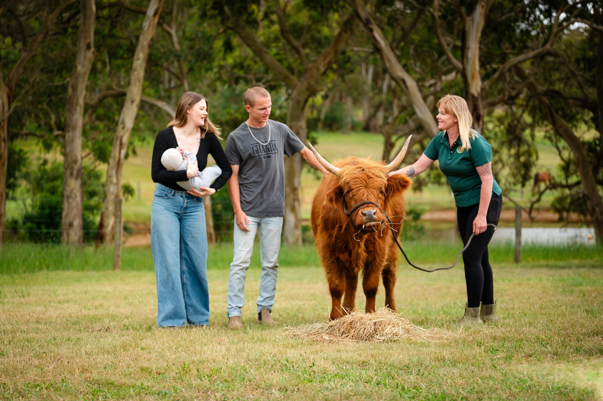 Meet Daisy our highland cow