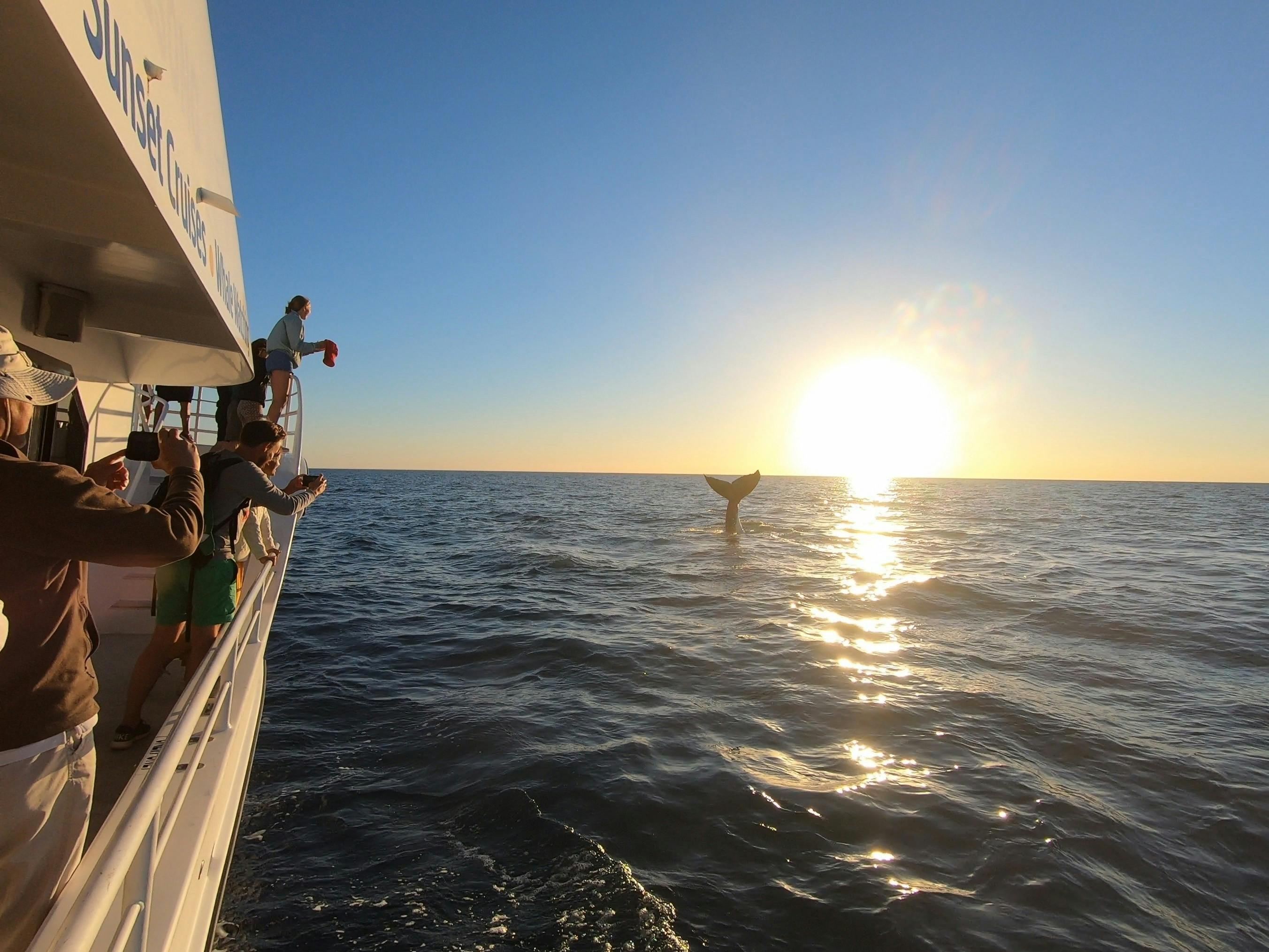 Humpback whale tail fluke encounter on the Afternoon + Sunset whale watch with  Whalesong Cruises