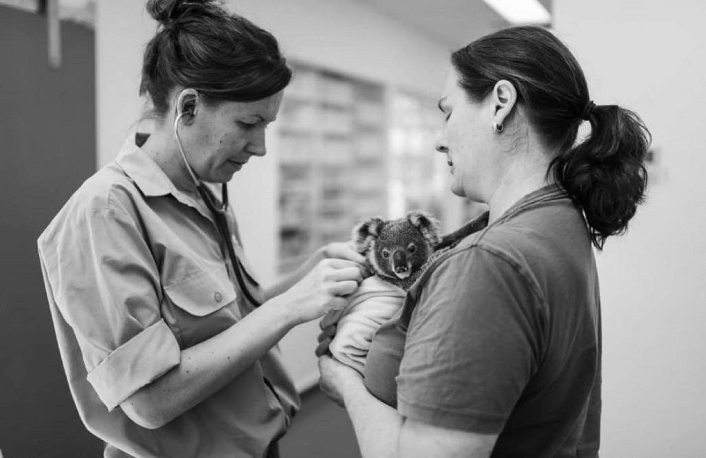 Northern Rivers Koala Hospital