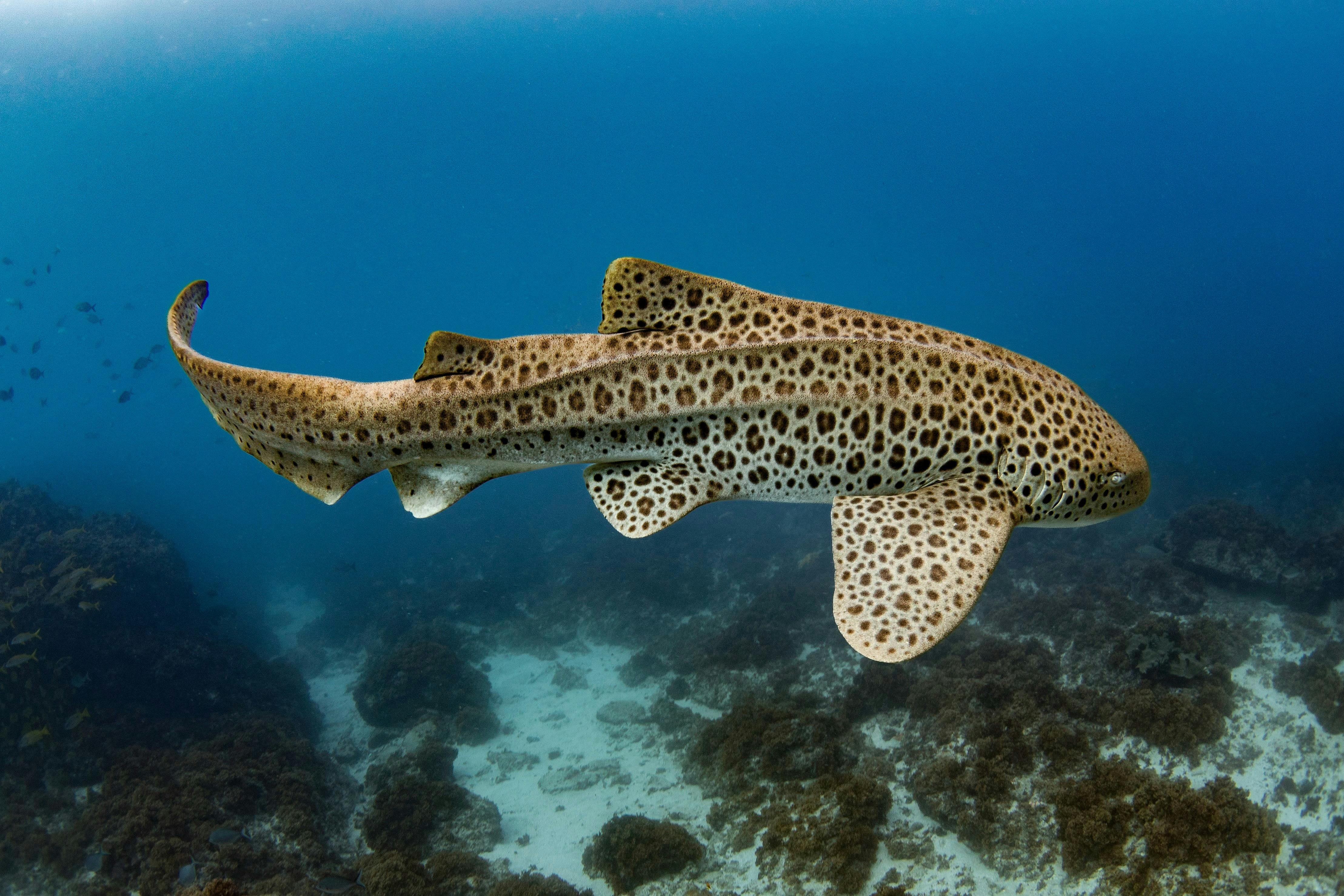 Manta, Turtle, Julian rocks, Byron bay, snorkelling, freediving, diving, Northern NSW