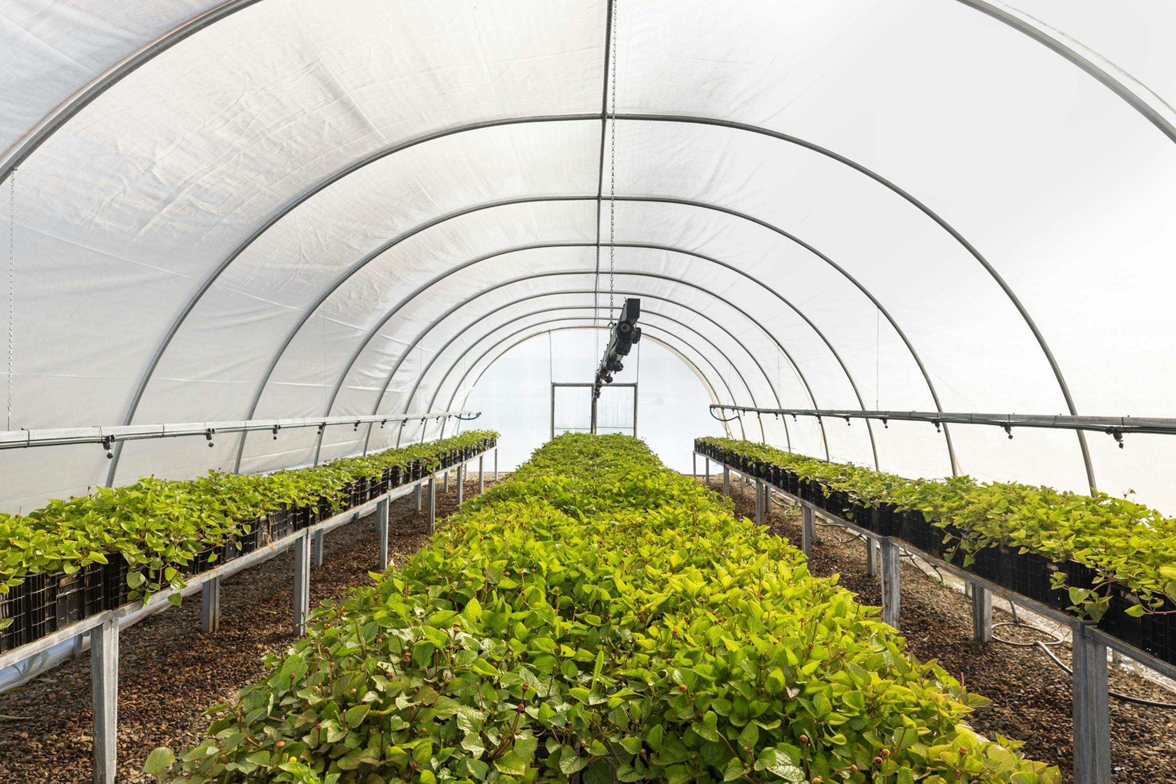Jurlique Farming