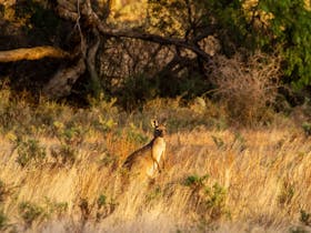 surround yourself in nature