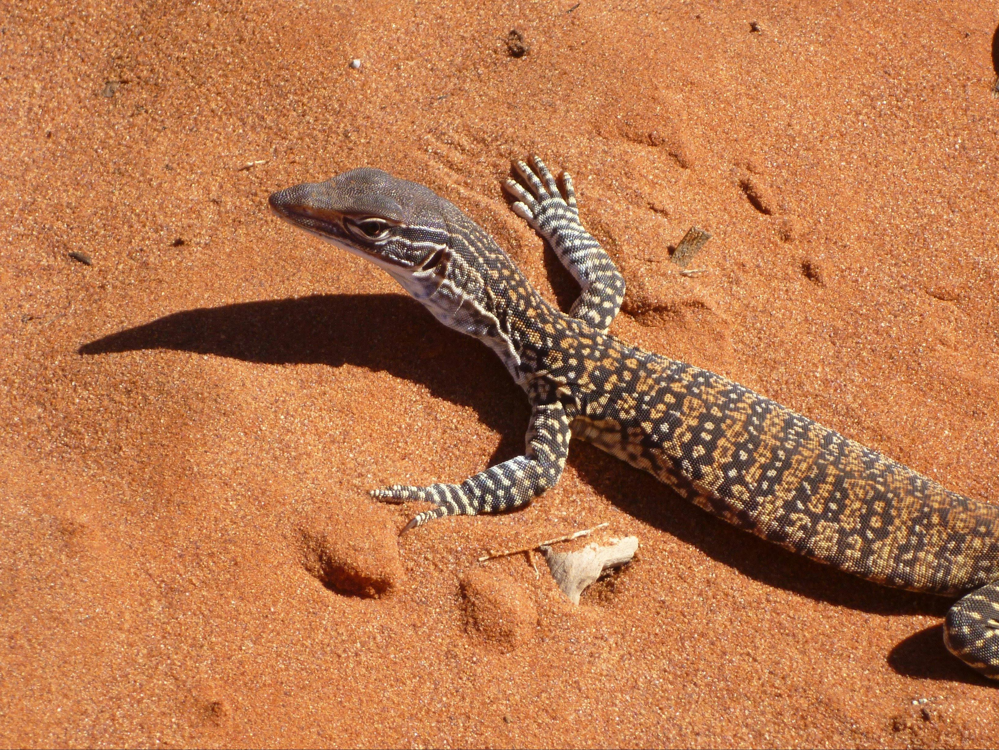 nullarbor