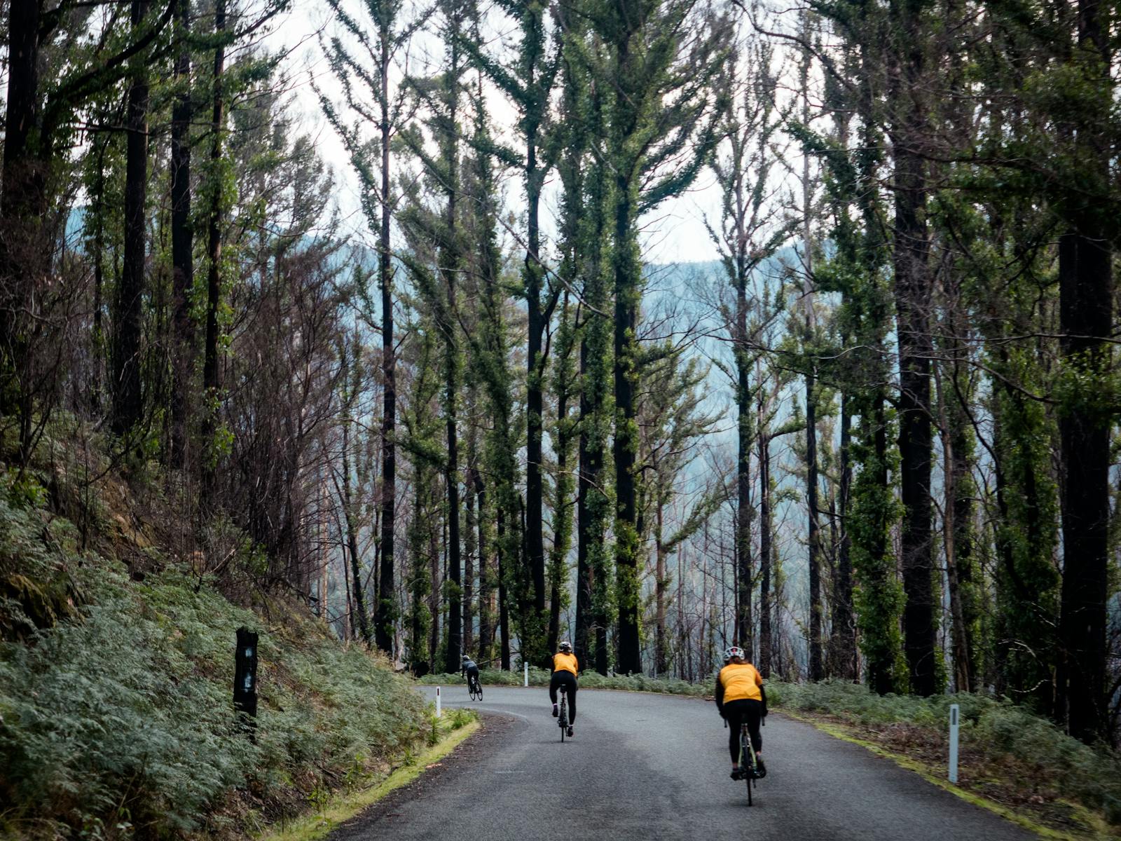 Riders riding through burnt forest with strong regrowth
