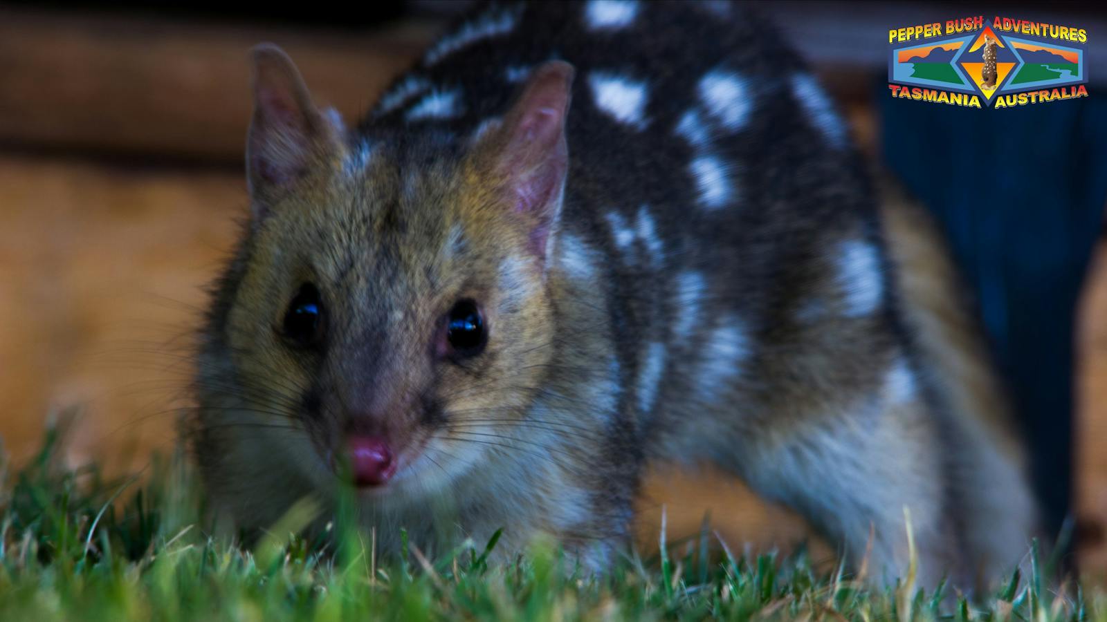 Tasmanian eastern quoll