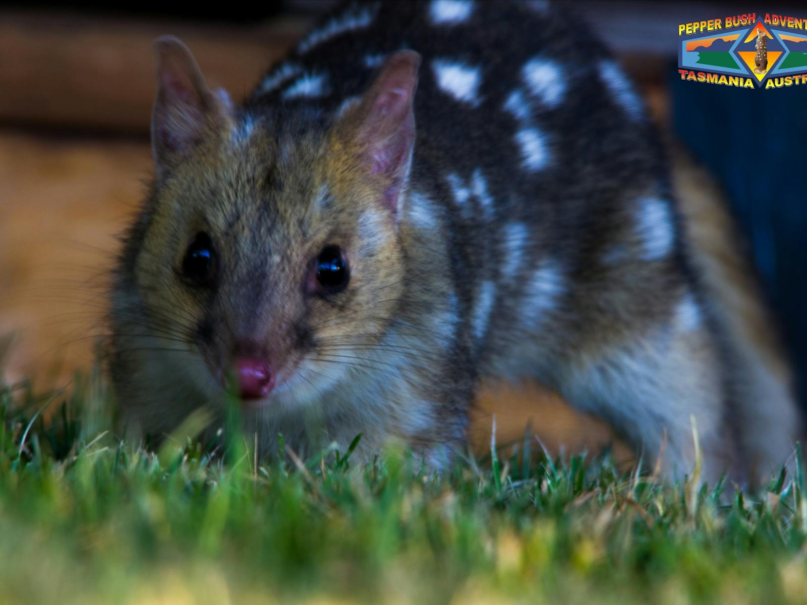 Tasmanian eastern quoll