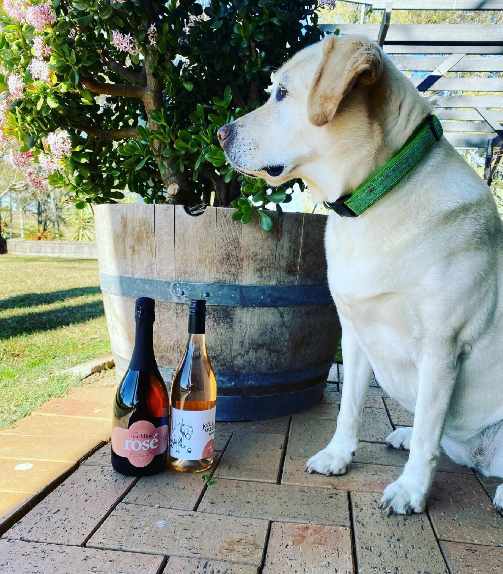 Dog and Wine