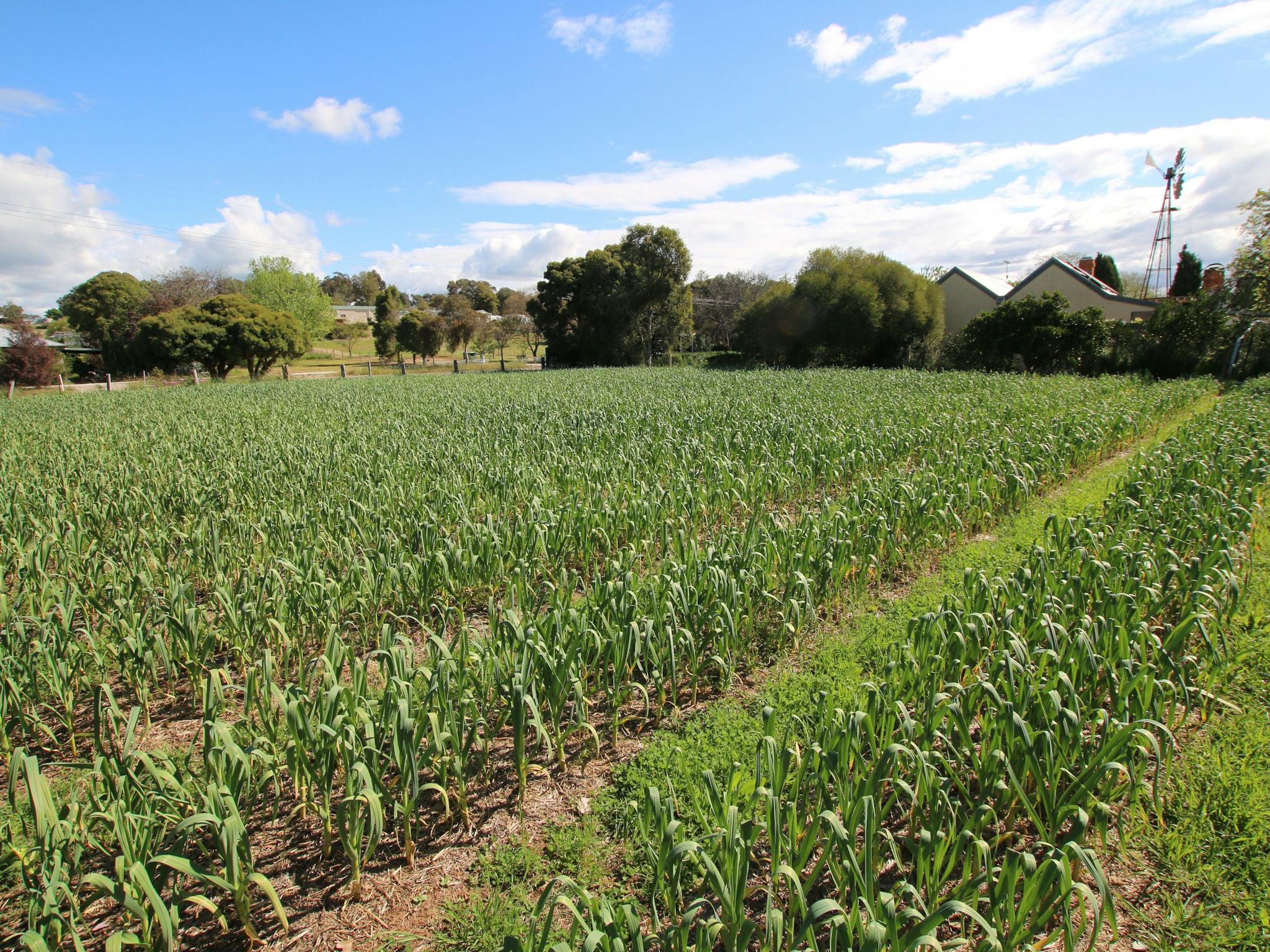 Yellow Cottage garlic patch.