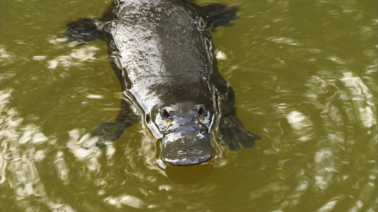 Platypus