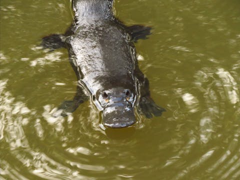 Platypus Walk