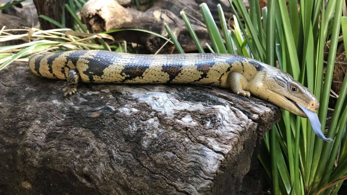 A botched blue tongue lizard poking it's blue tone out while on a rock