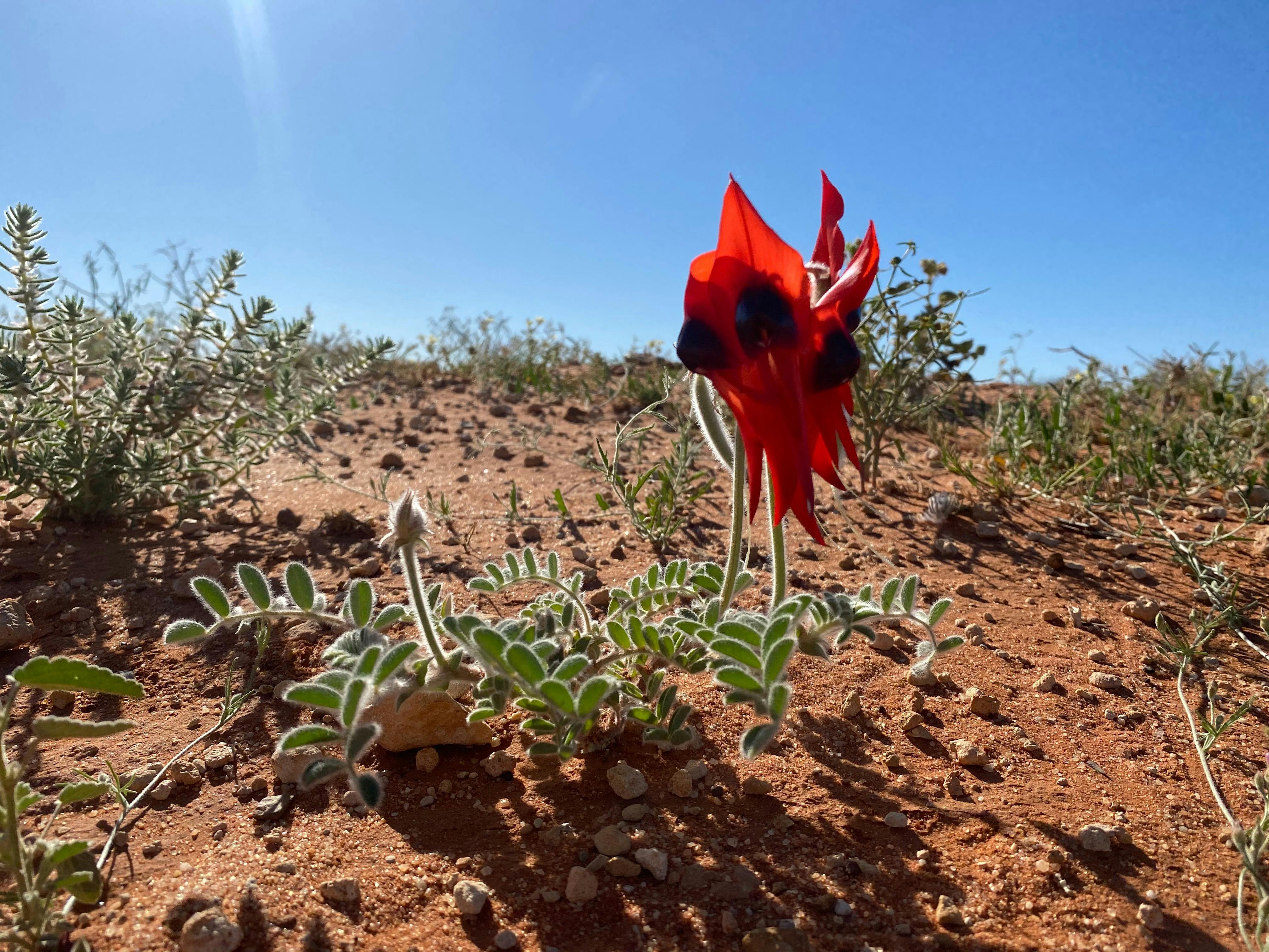Sturt National Park NSW