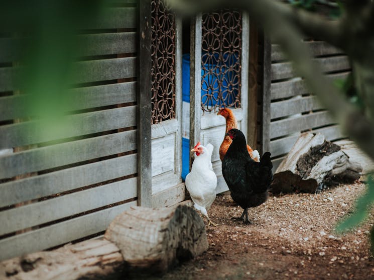 Three chickens outside their hen house