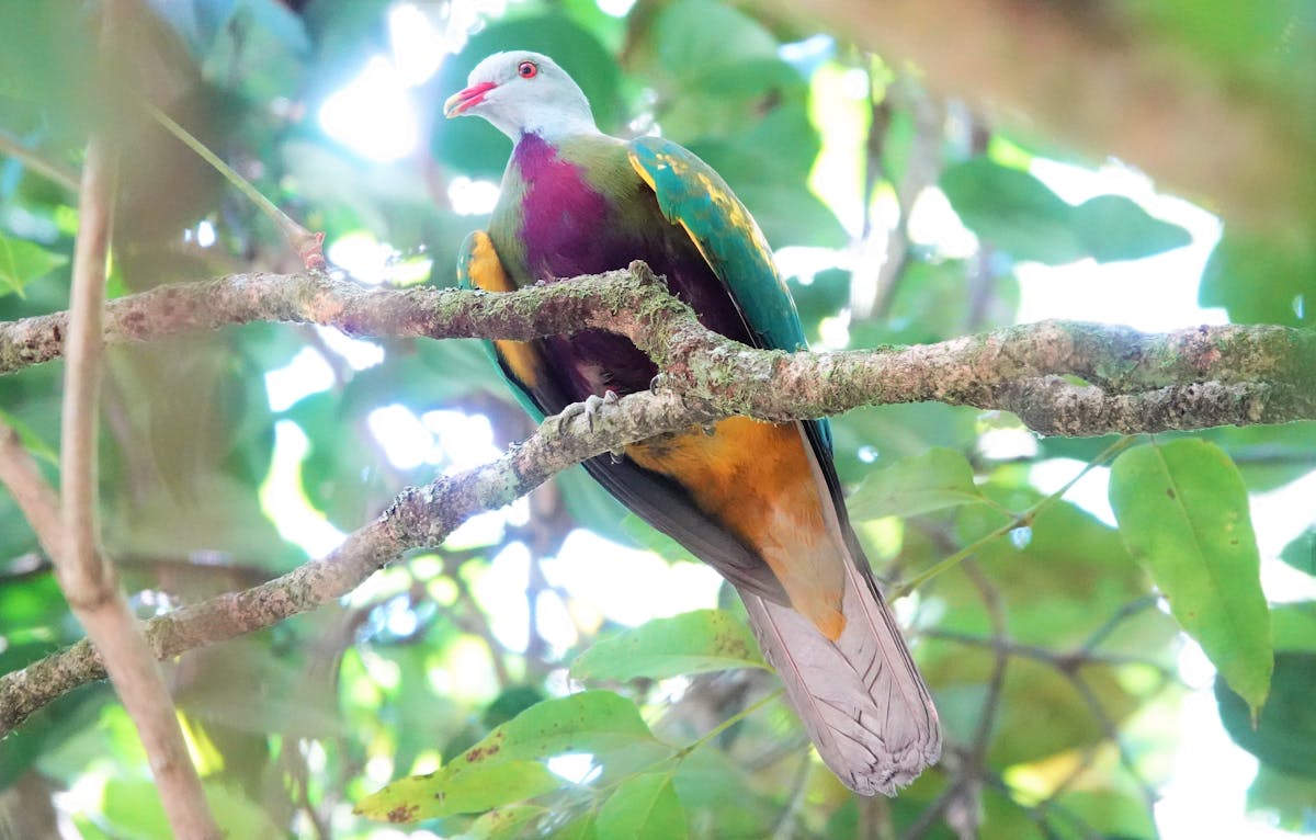 Wompoo Fruit Dove