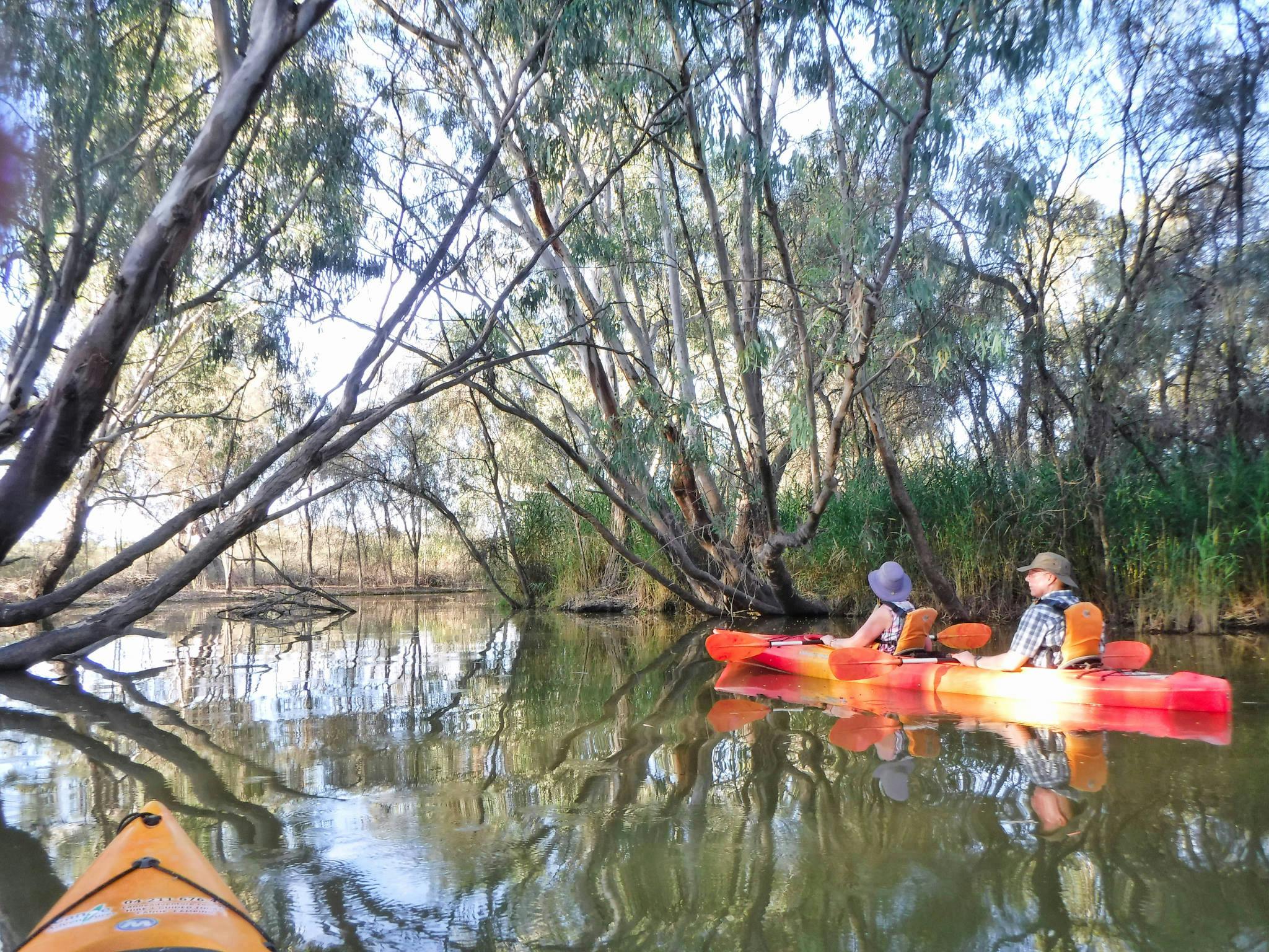 Paddling a double kayak through an overarching tunnel of trees in a narrow creek