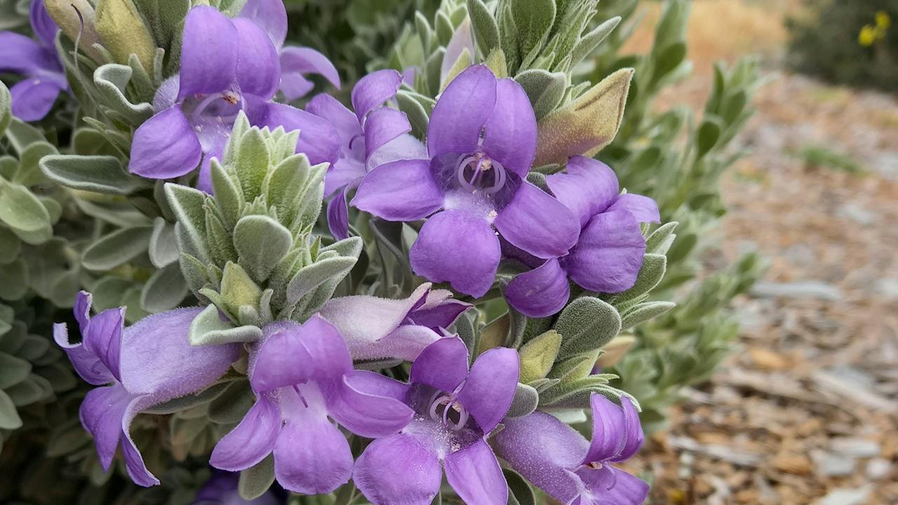 Eremophila hygrophana hybrid