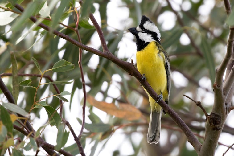 Bird Tours SA Full Day Tour