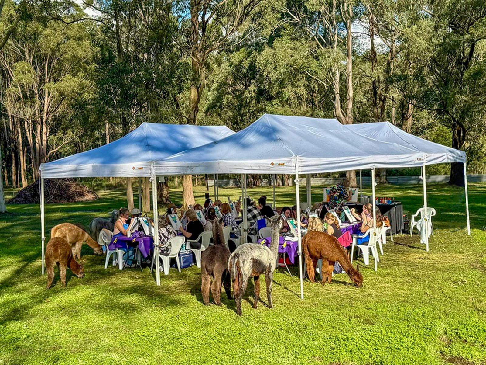 picture of the setting we paint in with Alpacas around us