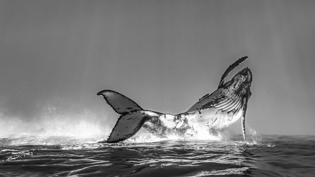 Humpback whales in Tonga