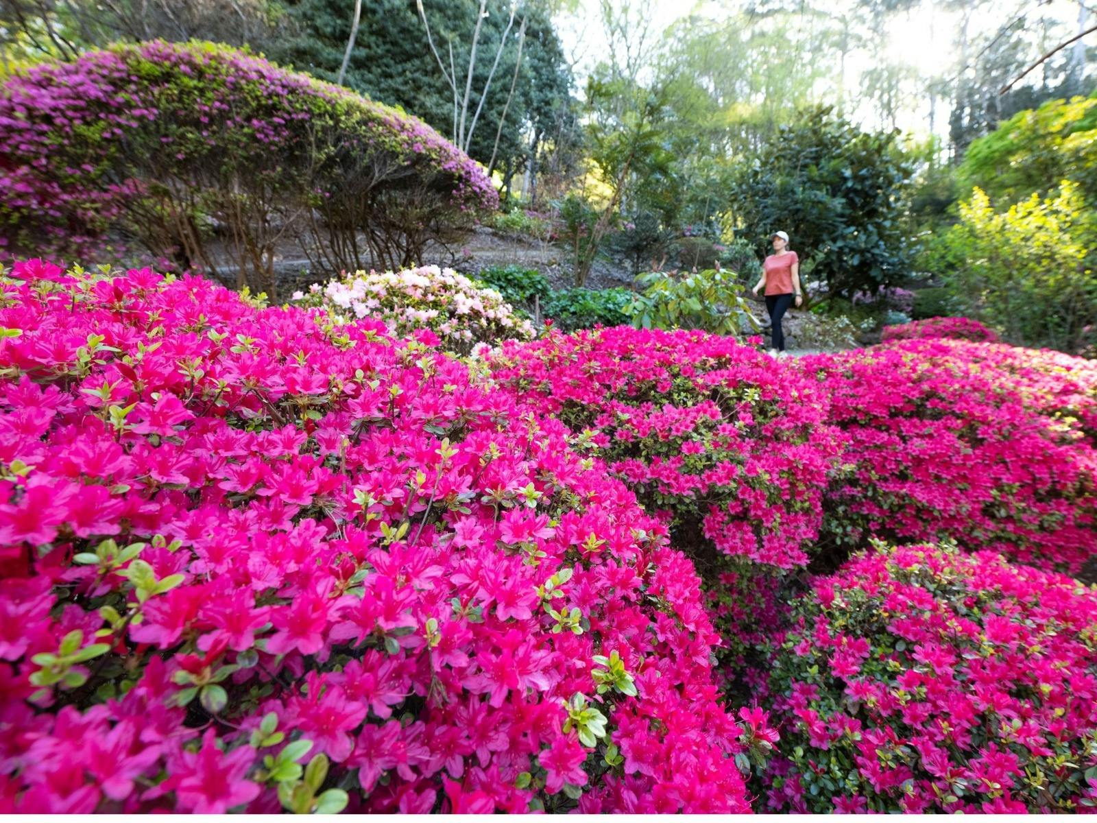 Rhododendron Gully