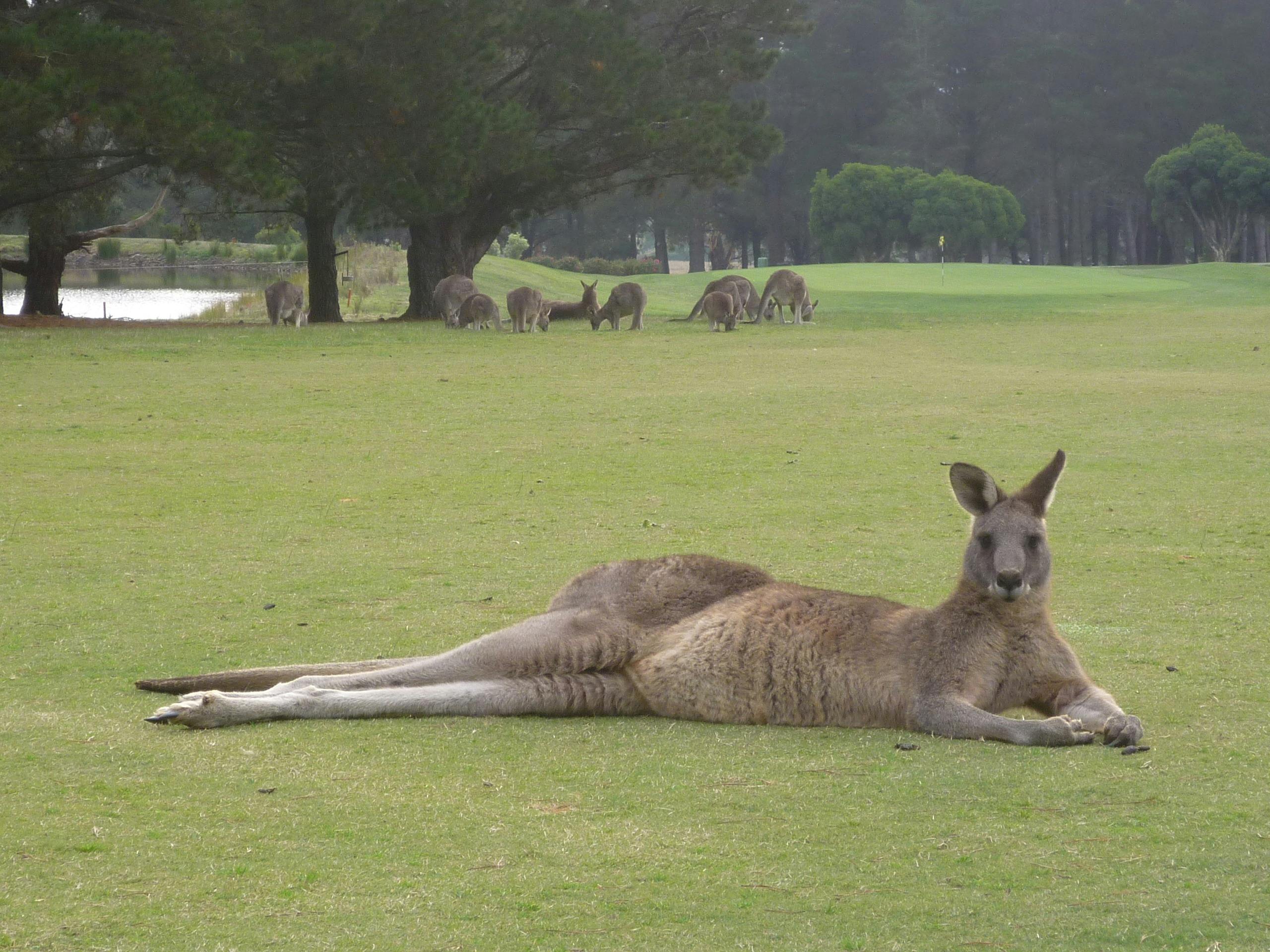 Kanga Tours - Kangaroo Sightseeing Tours