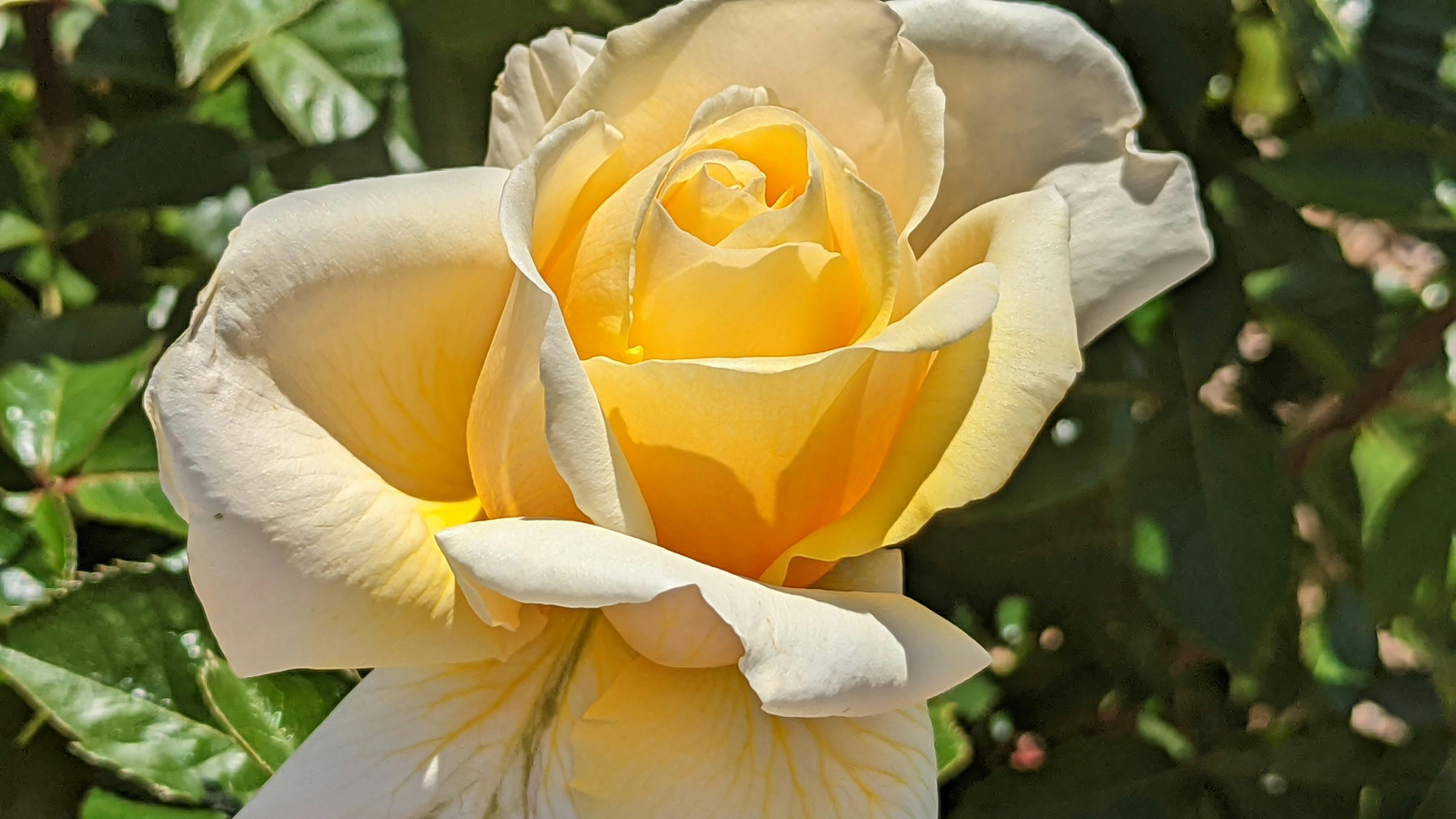 The Festival of Roses 2025