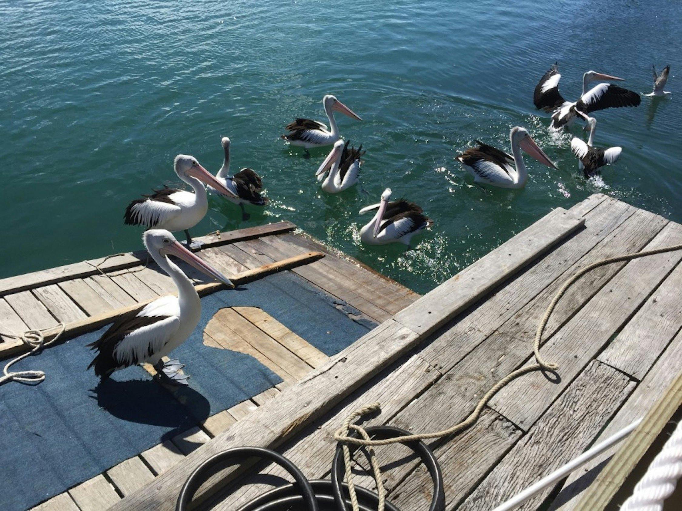 Forster Luxury Houseboats