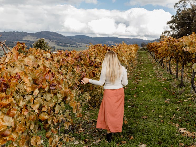 Autumn time in the vines