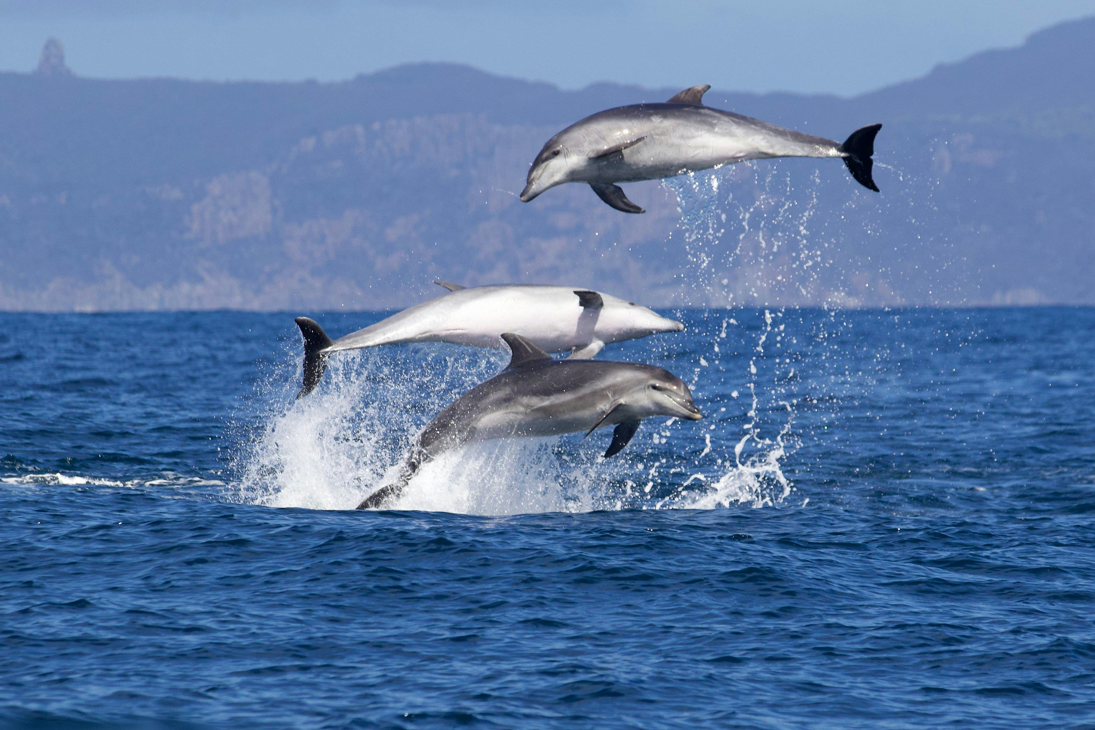 Playful Bottlenose Dolphins
